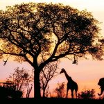 Safaris are Great in Africa, but not for your Workpaper Management Process!
