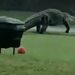 ‘They are out there’: ‘Gator Girl’ Christy Kroboth on massive alligator spotted at Florida golf club